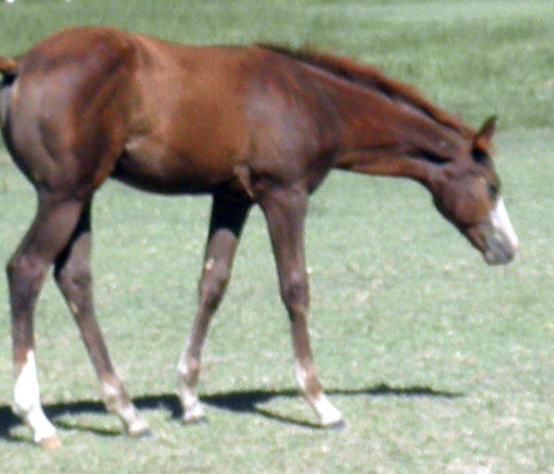 Sweet Tea jpg weanlings